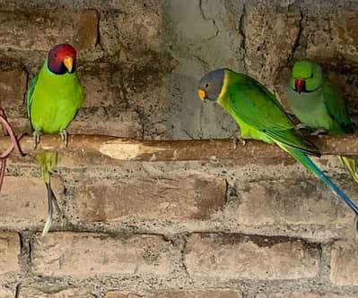 plum head pair for sale