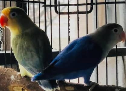 pairs of love bird