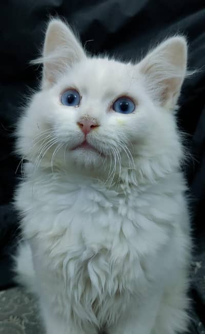 Male Cat With Blue Eyes