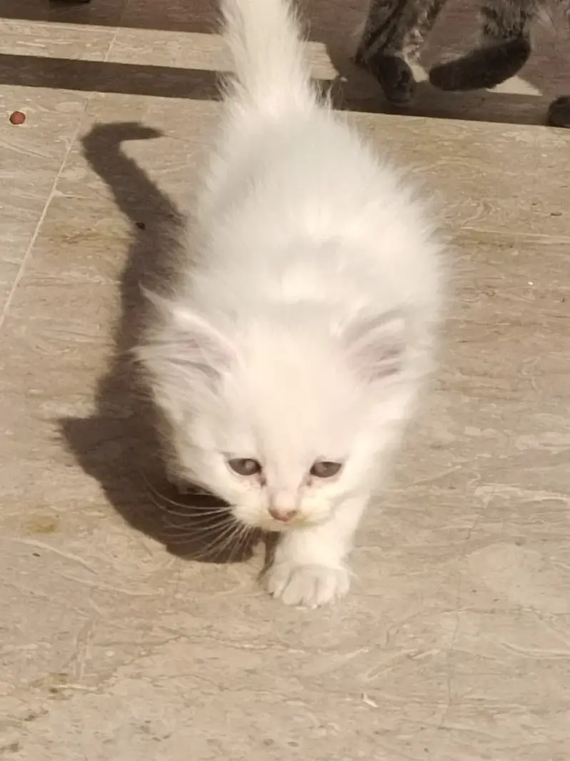 Persian kittens|triple Coated|Punch Face kittens |cute |white Cats — photo 2