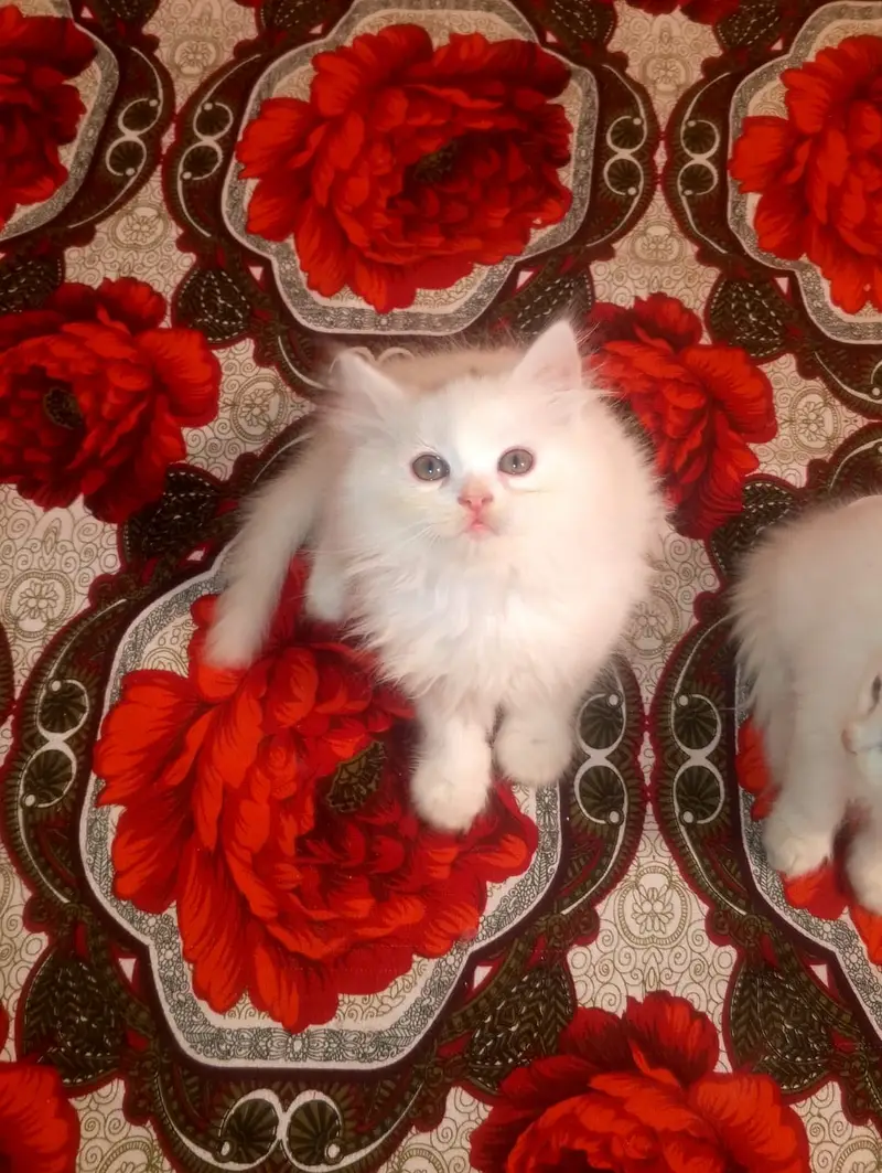 Persian kittens|triple Coated|Punch Face kittens |cute |white Cats — photo 5