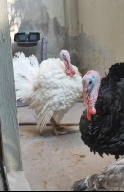 turkey ready to bread