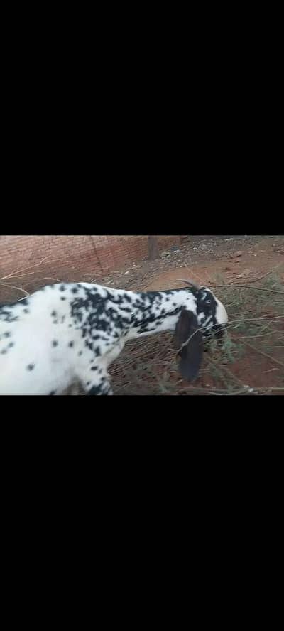 پیور مکھی چینی گھبن بکری سمیت دوکھسی بکرے کھسی