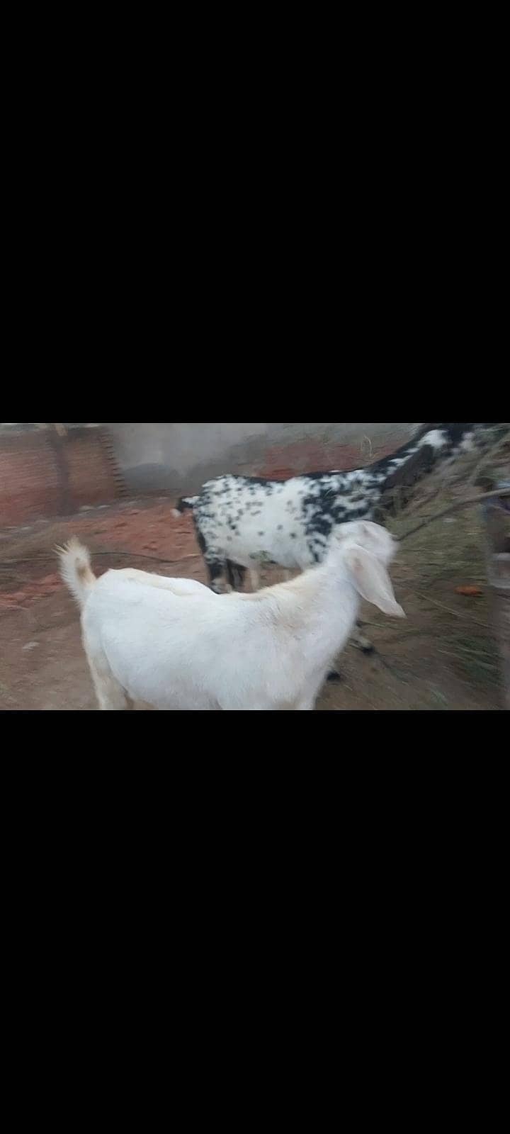 پیور مکھی چینی گھبن بکری سمیت دوکھسی بکرے کھسی 2