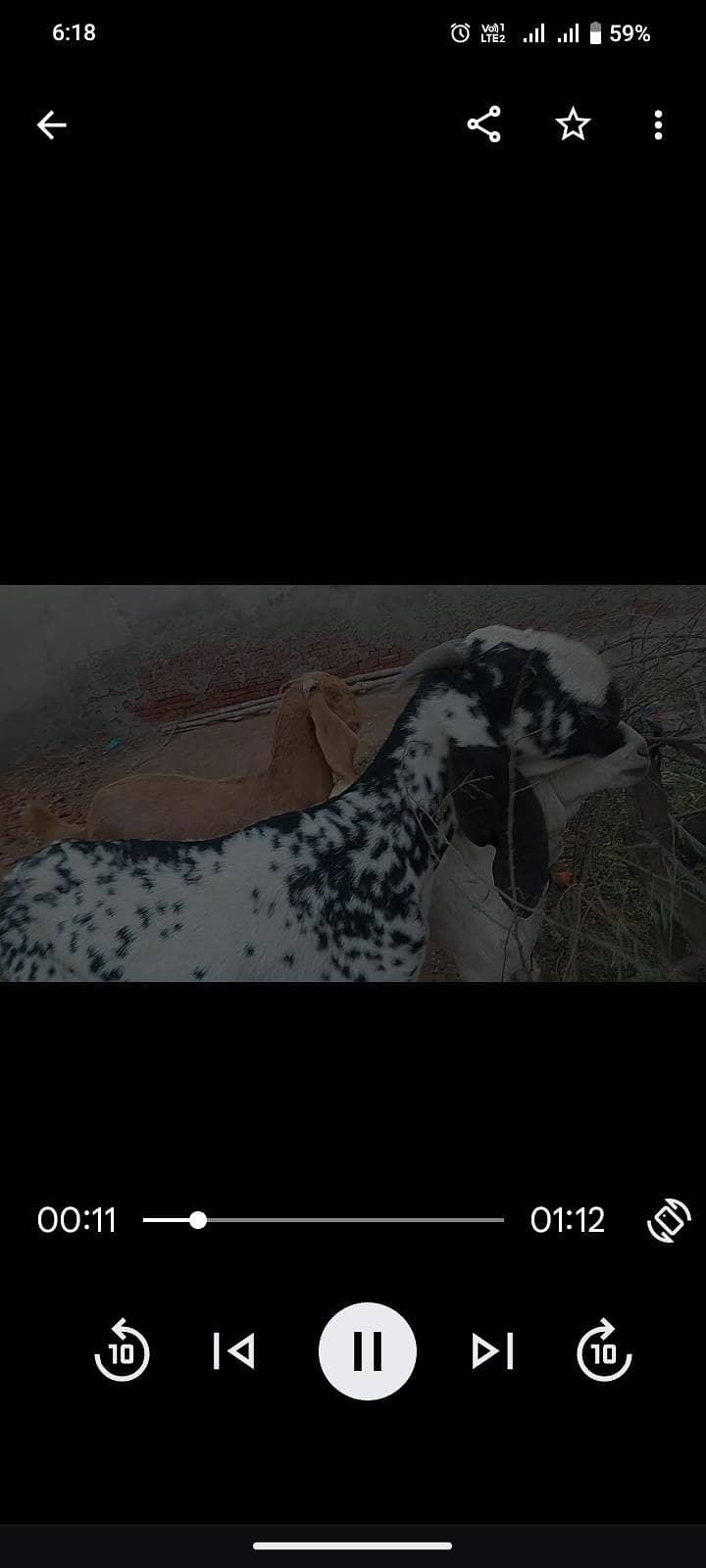 پیور مکھی چینی گھبن بکری سمیت دوکھسی بکرے کھسی 4