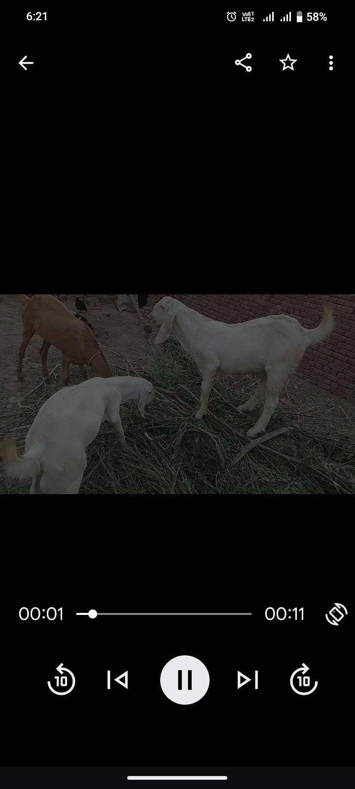 پیور مکھی چینی گھبن بکری سمیت دوکھسی بکرے کھسی 5