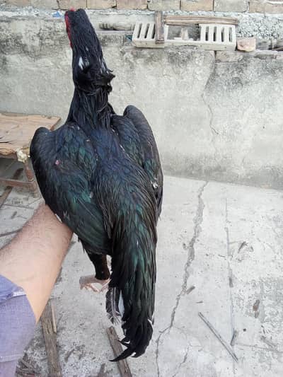 aseel muska lassani mozbot Jo ma ha whatapp onlyyyyy #03#11#508#78#12