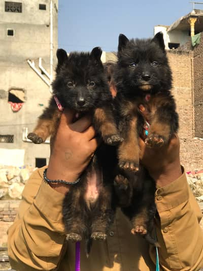 German Shepherd long coated paver available for sale