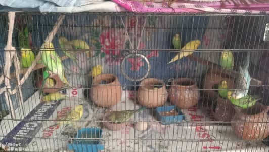 Budgies pairs for sale