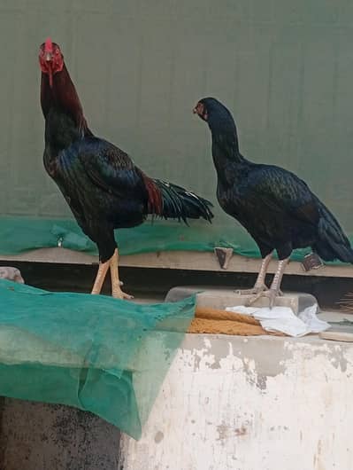 aseel mianwali bread pair