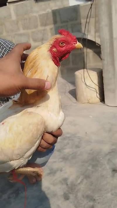 aseel white boska murga