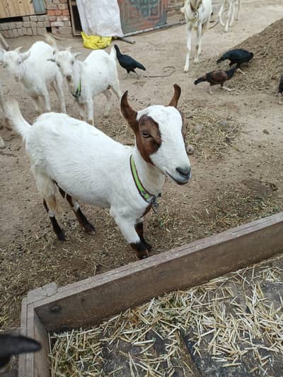 Teddy Goat for sale 0303--7209959