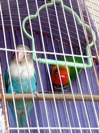 Lovebird Parsanata and fischer |  For Sale | With cage and box