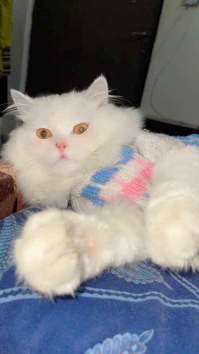 healthy cat for sale