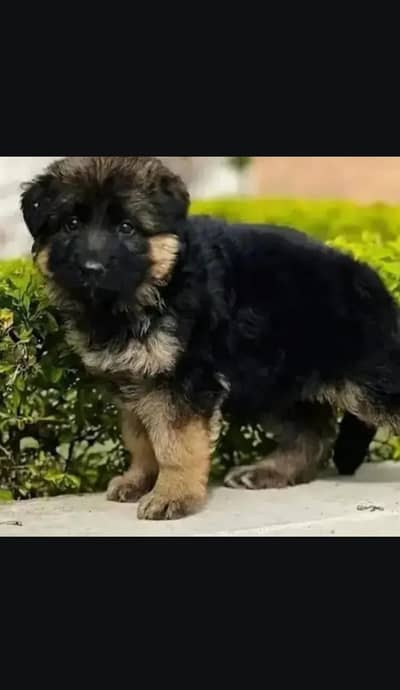 German shepherd long coat puppies available for new home