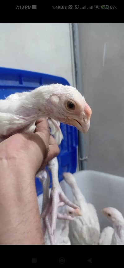 INDIAN ASEEL PARROT BEAK TAMPER TAIL