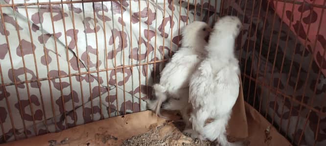 white heavy buff Cochin Chick