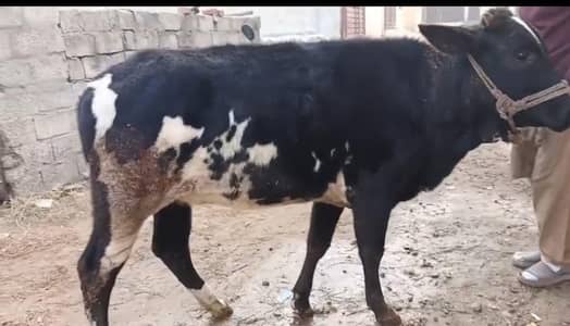 22 months vehrii For Sale