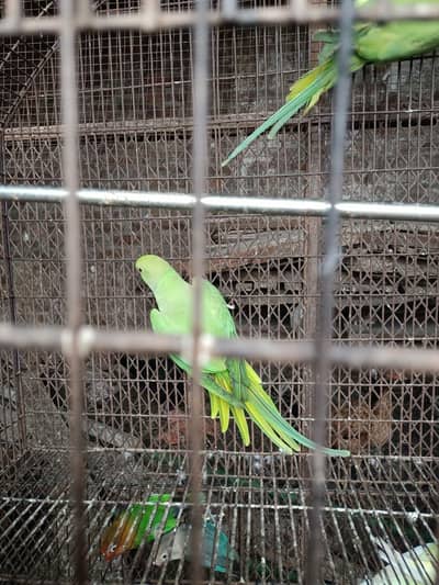 Active parrot pair