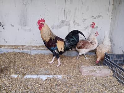 Dasi Hen for sale
