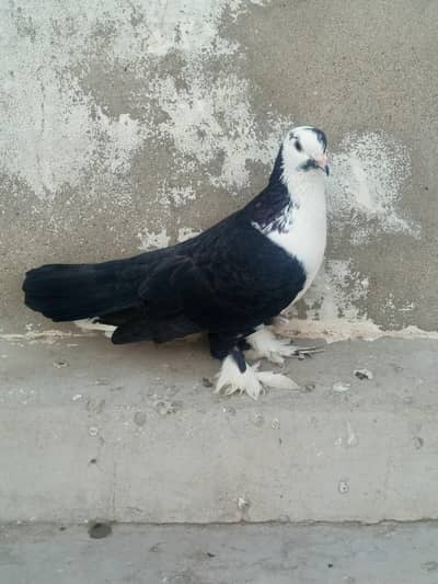 Healthy breeder Male