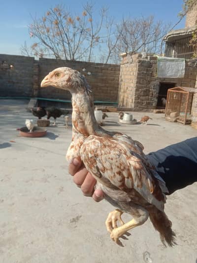 aseel chicks for sale