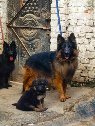 German Shepherd Quality Pup