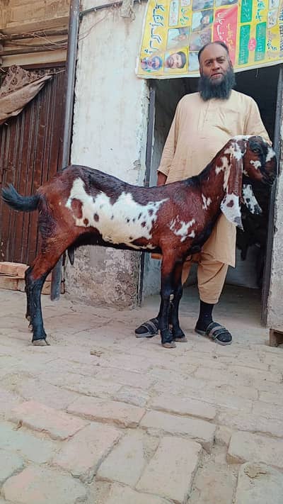 Nagra lal dabi | Whgite eyes | Goat | Bakri | 6 Dant