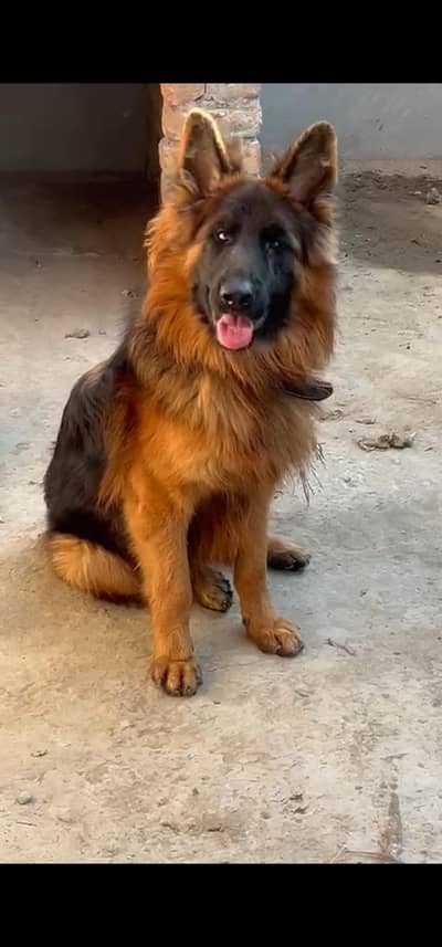 German Shepherd (Triple Coat)