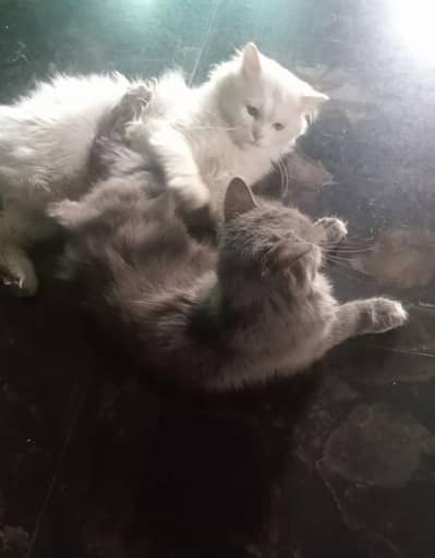 Persian cat pair male and female