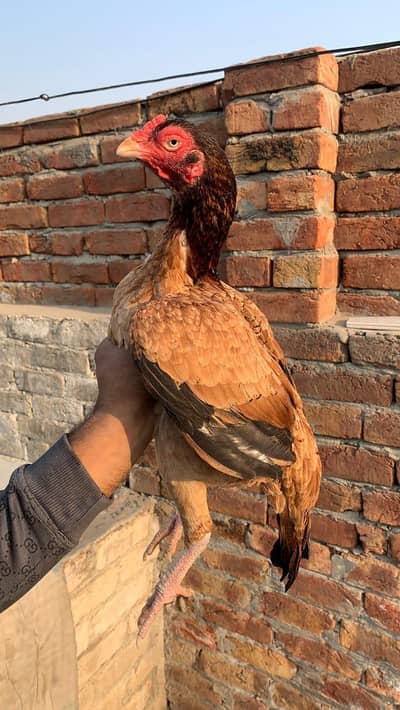 aslee murgi for  sale