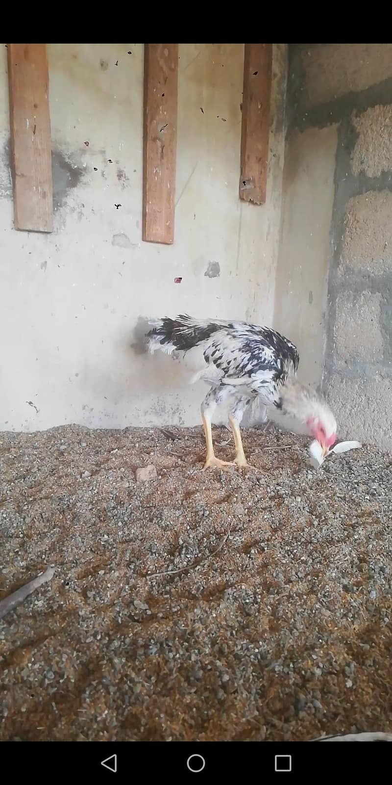 qandhari java patha 1