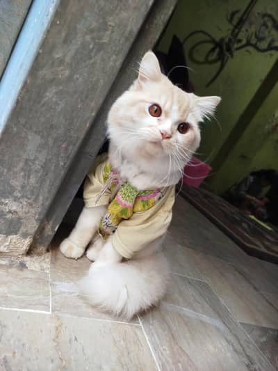 pure Parisian cat for sale 10 thousand