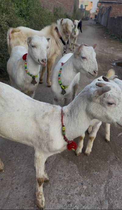 Ghlabi teddy barbary goats