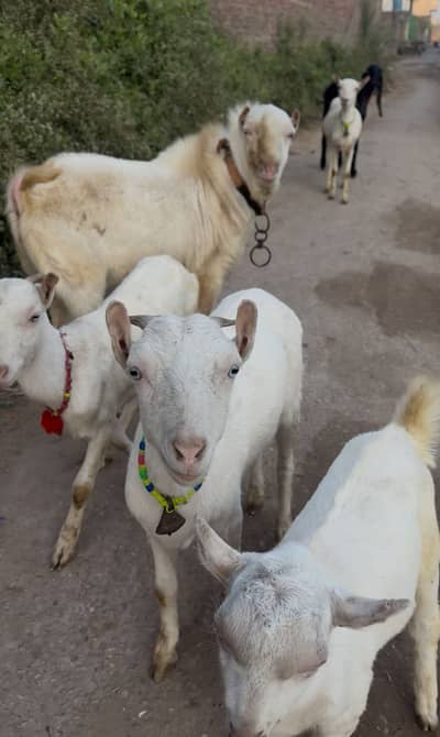 Ghlabi teddy barbary goats