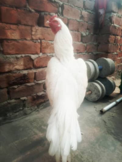 Outclass Heera Aseel