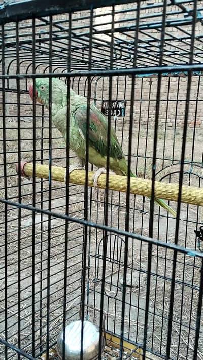 Raw female 0321.7242445