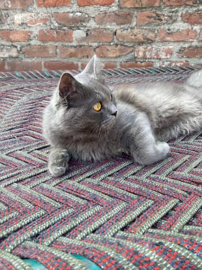 Persian cat