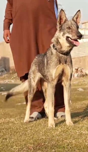 bigyari female 6 month for sale active and healthy fully security dog