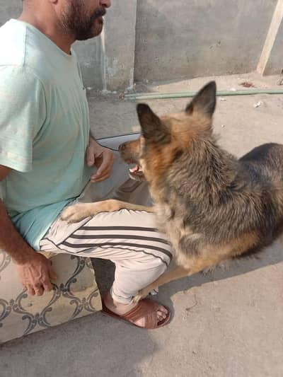 German shepherd for urgent sale