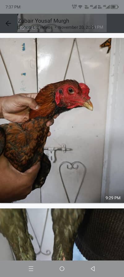 Thai pakoya 1 maddi 1 narr murgha black eyes maddi red eyes