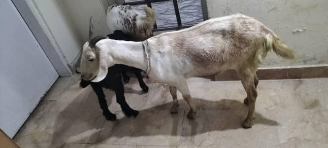 1 month pregnant barbari goat with two kids (bakri and bakra)