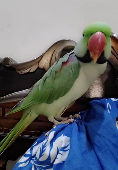 Talking parrot fully trained no bit playing with babies also