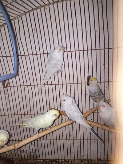 hogoromo disturb flower