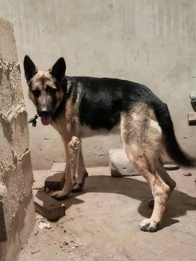 Dog for sale and stud