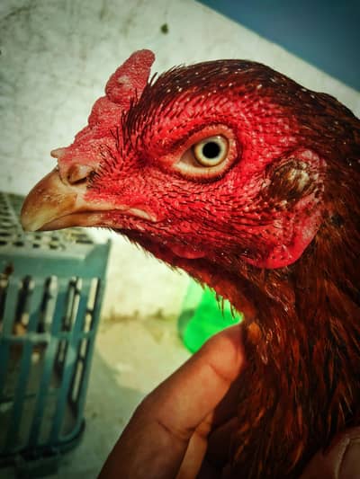 Aseel female kurak hen