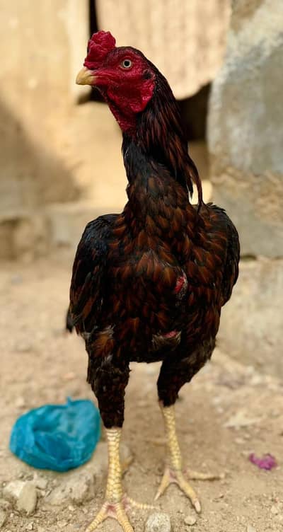 Aseel Mianwali bird