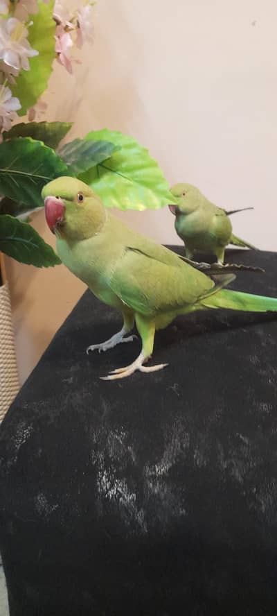 Hand Tamed RINGNECK  pair available