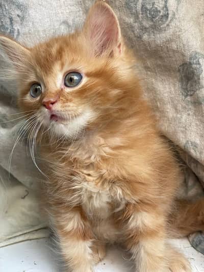 parisan ginger kitten looking for new home