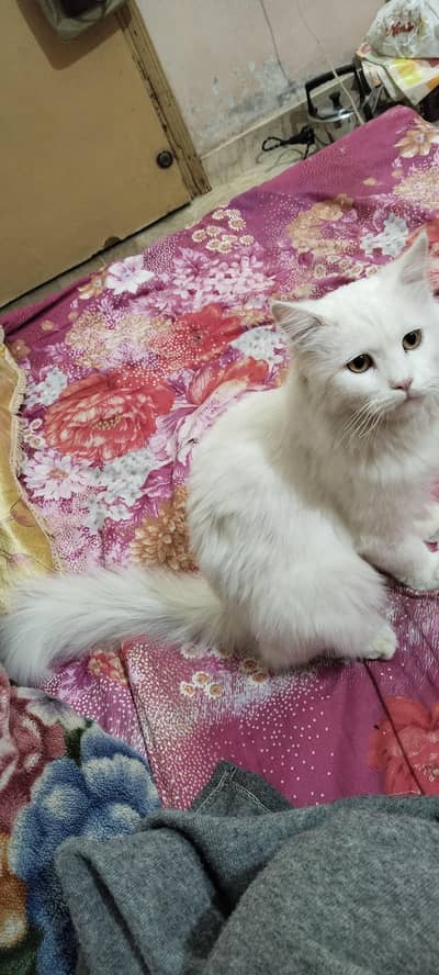 Persian cat